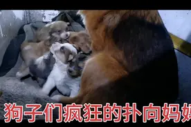 饥饿的狗子们疯狂的扑向狗妈妈，哎真抵挡不住啊！疯狂了！视频封面