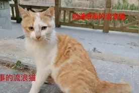 流浪猫小黄知道报恩了，晚饭后陪好心人散步，好温馨啊视频封面