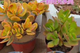 多肉小苗移栽在碗里，满满的六碗肉开心😄视频封面