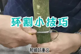 环割促花，环割保果，环割在柑橘里的运用还是很大的。视频封面