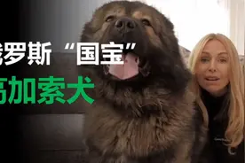 俄罗斯“国宝”狗，200斤巨兽，秒杀藏獒视频封面