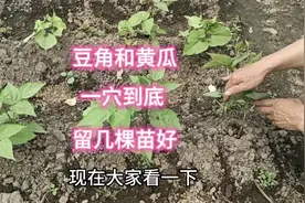 豆角和黄瓜一穴到底留几棵苗好？多了少了都不行，这几点要了解