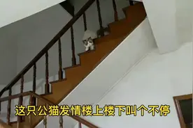 两只母猫一只公猫发情都不敢想，特别是半夜里那叫声真的太瘆人。视频封面