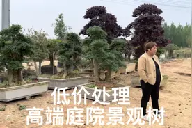 最吉祥的三种庭院主景树，豪宅“标配”，看看哪棵适合你的院子视频封面
