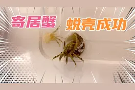 被花蟹弄断三个爪子的寄居蟹，这次蜕壳成功，焕然一新亮相。视频封面