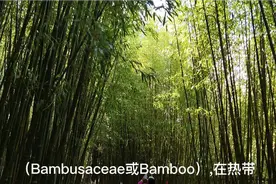 昆明高新竹园公园，一株株翠竹高耸挺拔，四季常青像一片绿色海洋视频封面