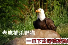 老鹰捕杀野猫，一向捕食鸟类的野猫，被当场撕碎！