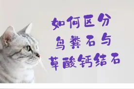 猫膀胱结石：如何区分鸟粪石与草酸钙结石？视频封面