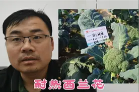 六月份蔬菜接茬选择耐热西兰花，一亩地2500株，收入能10000多元视频封面