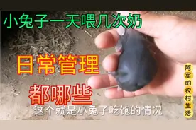 刚出生小兔的日常管理，每天给小兔喂几次卖合适？你知道吗