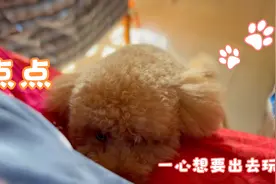 点点一心想要出去玩！视频封面