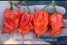 世界十大最辣辣椒排行榜，印度鬼椒仅排第8，你认识排名第一吗？视频封面
