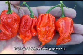 世界十大最辣辣椒排行榜，印度鬼椒仅排第8，你认识排名第一吗？视频封面