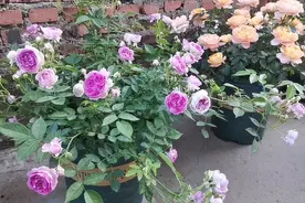月季品种推荐—玛姬婶婶视频封面
