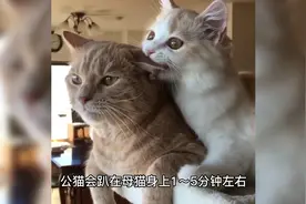 猫咪冷知识第4集：猫咪最短交配时间就几秒钟视频封面