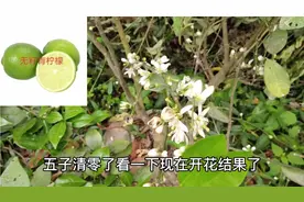 台湾四季无籽青柠，香水柠檬，你还认识什么品种的柠檬呢？视频封面