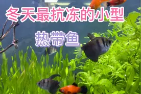 最抗冻的小型热带鱼有黑裙、米奇、白云金丝、斑马视频封面