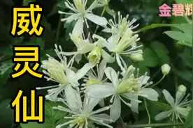 威灵仙味辛、咸,性温。 主归膀胱经。 有祛风除湿、通络止痛、❤