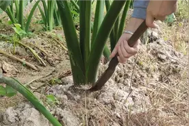 芋头高产小技巧，在这里割一刀？芋头产量高又大