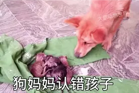 4只没有妈妈的小猫咪，居然被狗妈妈当做孩子，太感人了！