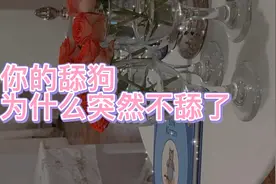 你的舔狗，突然他就不舔了，为什么。视频封面