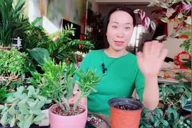 不花钱快速自制多肉土