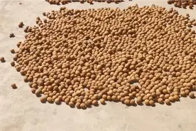 太阳灿烂，赶紧晒荔枝干龙眼干了视频封面