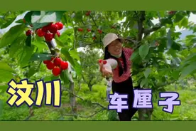 汶川车厘子熟了，玲子超哥九生一起来果园，实现车厘子采摘自由。视频封面