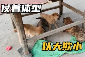 小奶狗出来就被大狗欺负，体型虽小但脾气却不一般，该出手就出手