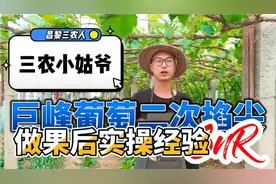 巨峰开完花坐果后二次掐尖方法就得变换了具体细节实操看视频揭秘视频封面