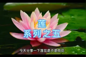 莲和荷的区别，你知道吗?如果你种植的时侯分得清吗?视频封面