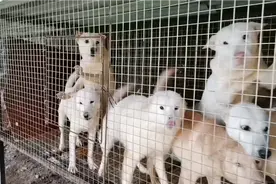 大叔每天拉饭店的剩饭剩菜喂狗，基本零养殖成本，年入10万不是梦