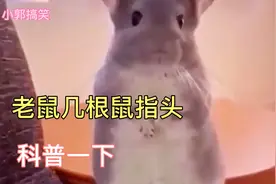 老鼠到底几根鼠指头？？来，一起数一数。视频封面