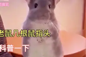 老鼠到底几根鼠指头？？来，一起数一数。