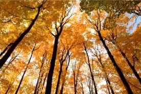 好文共读：林语堂文章《生活的乐趣》，生活总要有点乐趣