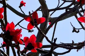 没有什么能够阻挡 你对自由的向往 就像蓝天翱翔的雄鹰展翅飞翔。视频封面