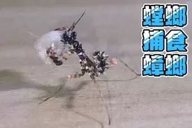 把刚出生的蟑螂喂螳螂，直接追上去就是一刀！瞬间秒杀，太刺激了视频封面