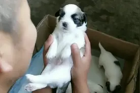 中华田园犬小奶狗为了召唤回妈妈，使出嘤嘤叫绝招，简直太萌啦视频封面