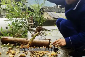 楠竹种植注意事项，注意一些细节也能增加成活率！视频封面
