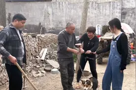 阿董和老丈人商量卖狗，成年柯基犬能卖500元，丈母娘气得嗷嗷叫视频封面