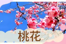 昆明郊野公园桃花，不负春光正绽放，抓紧时间去欣赏视频封面