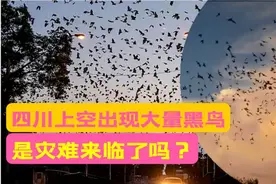 四川天空惊现密密麻麻黑鸟，异常及其反常，是地震要来了吗？视频封面