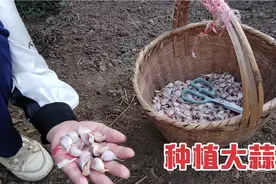 农历8月如何种大蒜？这里剪一刀，发芽快出苗壮实，我是这样种的视频封面