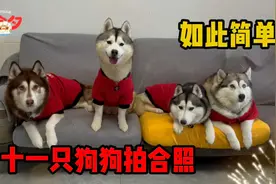 十一只狗狗拍新年合照！很难吗？难点居然是我自己，太多余了视频封面