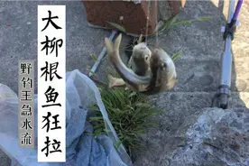 大急流中狂拉大柳根，1小时钓40多条，钓柳根有技巧，水层很重要