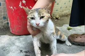 流浪猫被老鼠胶粘住懂得向人求助，帮它清理时非常乖巧配合