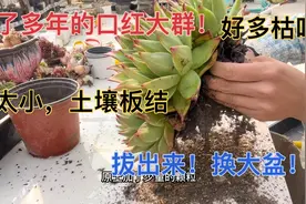 养了多年老桩大口红突然叶片皱巴不精神！必须给他安排个大盆！视频封面