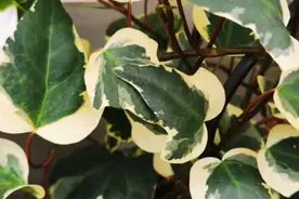 腊梅叶子尖干怎么办视频封面