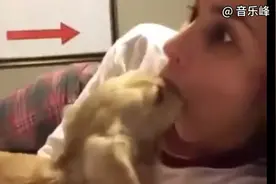 傻雕之歌（纯音）狗狗的快乐时光
