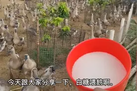 白糖，喂鹅，又简单，鹅长得又胖，出栏达标，卖出价又好，够重称
